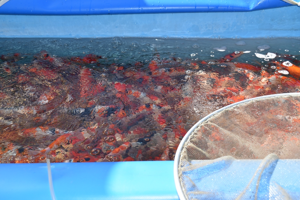 当歳最終選別の様子 2