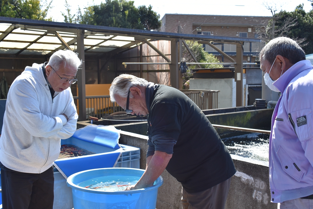 当歳最終選別の様子 3