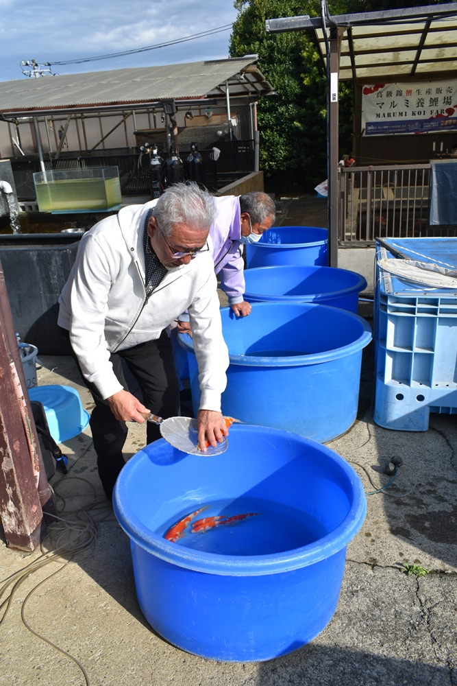 当歳最終選別 真剣そのもの